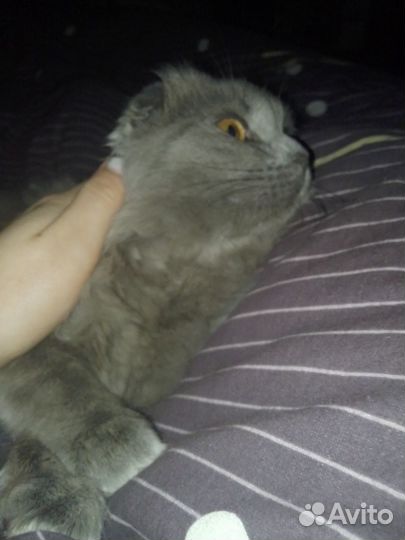 Шотландская вислоухая кошка серая