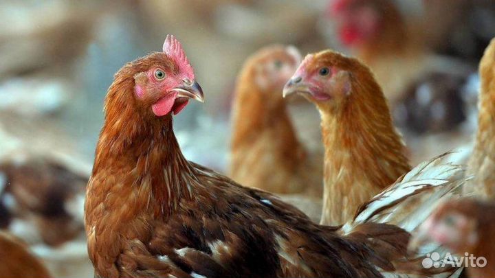 Курочки несушки с бесплатной доставкой