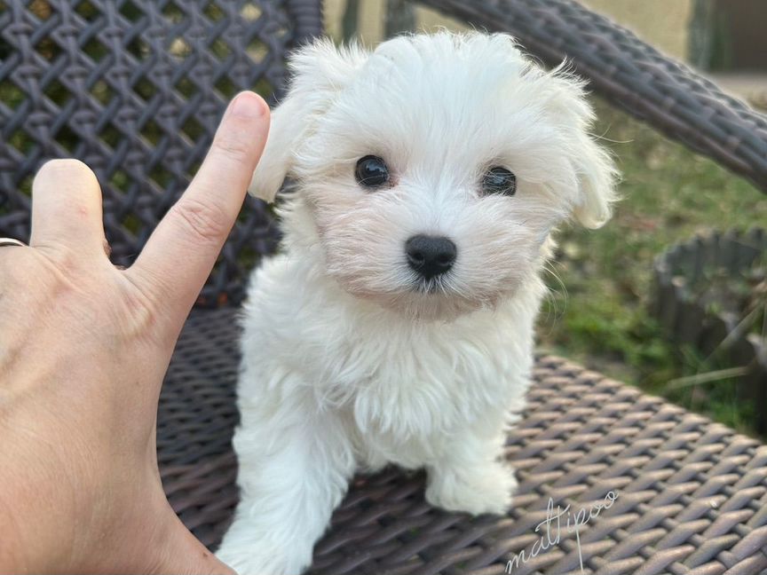 Micro Maltipoo F-1 Беби Фейс. Коейские крови