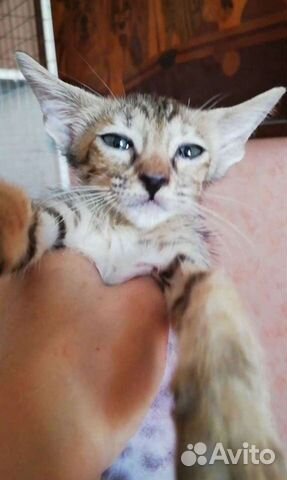 Ориентальный котик в добрые руки