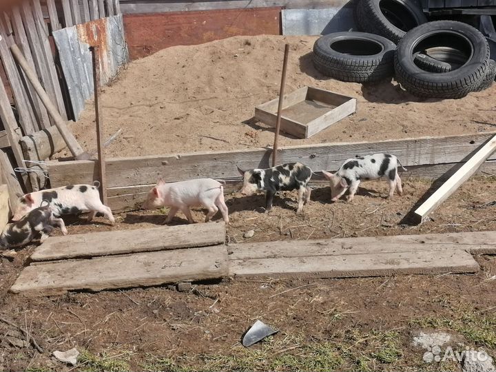 Продам поросят