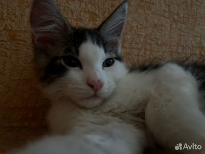 Котята мейн-кун