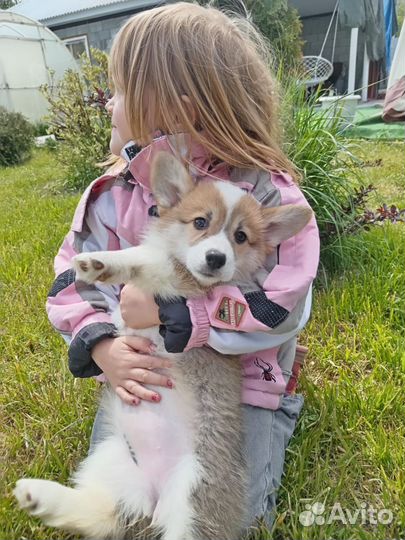 Вельш-корги пемброк девочка