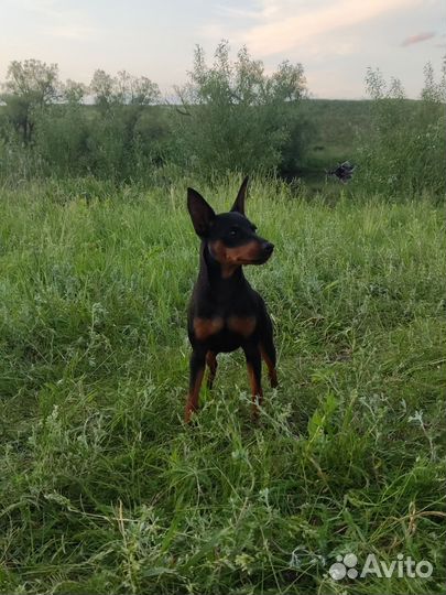 Щенки цвергпинчера