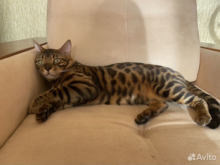 Вязка С красавчиком бенгалом