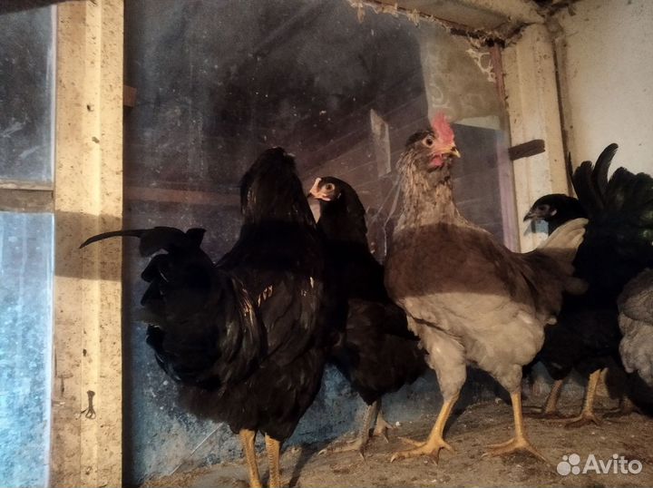 Молодые петухи