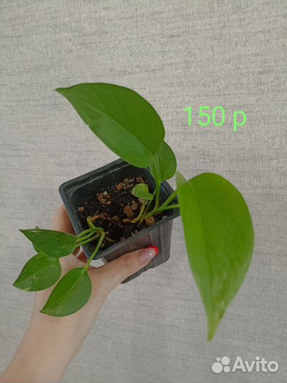 Сциндапсус эпипремнум