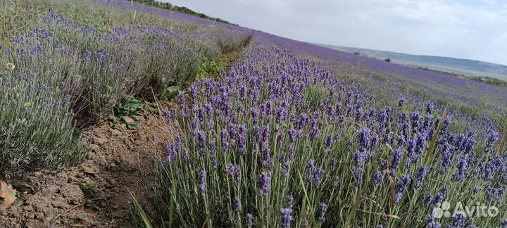 Лаванда в горшочке Синева
