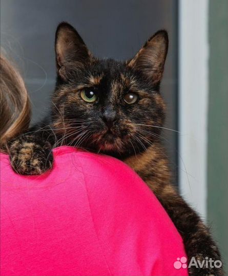 Милая кошечка пеструшка в ваши добрые руки