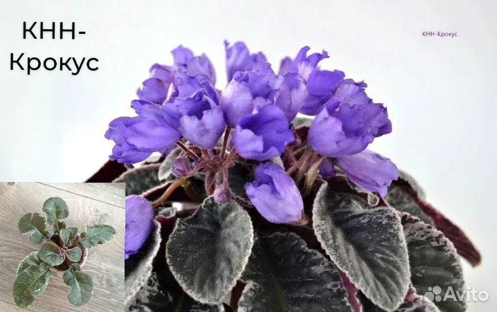 Детки сортовых фиалок