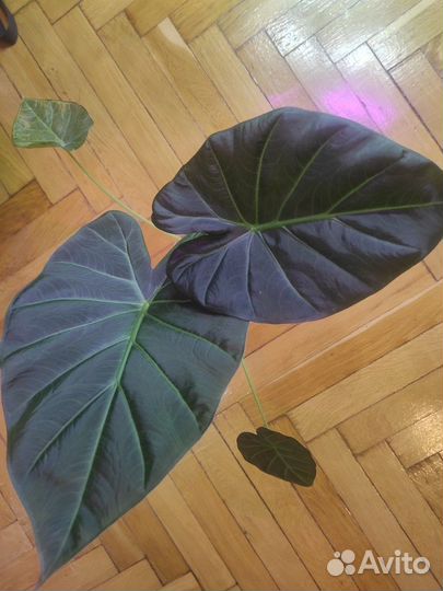 Алоказия серебряный дракон, Алоказия регал шилдс