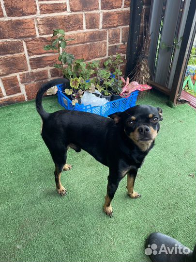 Той-терьер Вязка