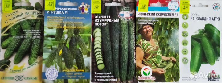 Семена огурцов