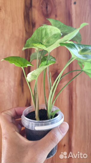 Спатифилум, сингониум, циропегия