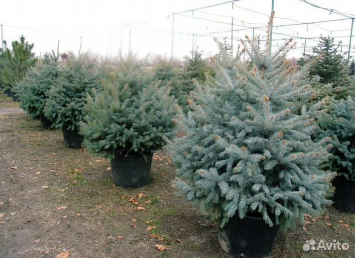 Ель голубая