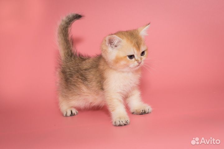 Шиншилла Золотистая Британские котята