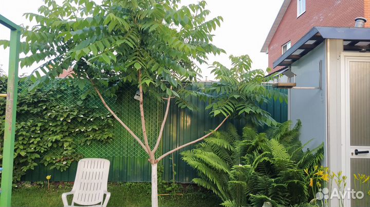 Манджурский орех, саженцы