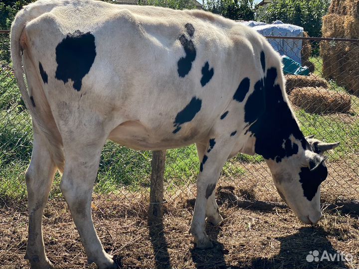 Телята бычки сементалы