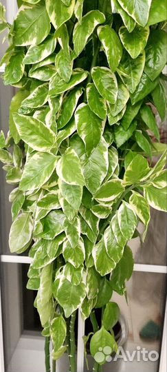 Педилантус вариегатный