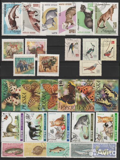 А029. Фауна. Кошки. Собаки. Животный мир