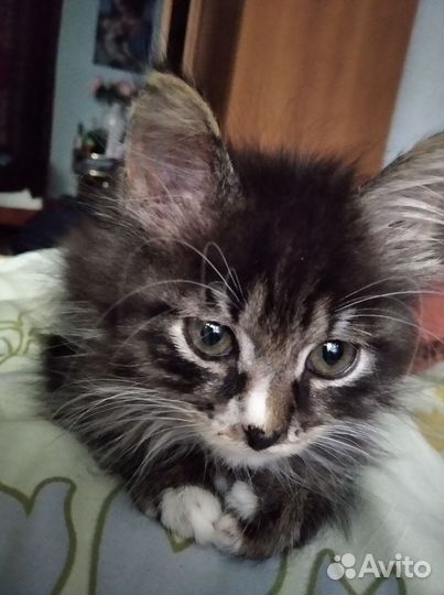 Котик Пушок 10 мес