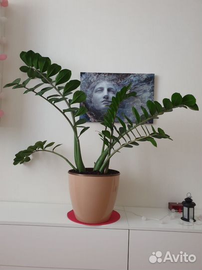 Замиокулькас