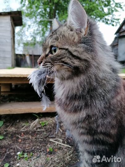 Отдых с котом (с правом выкупа)