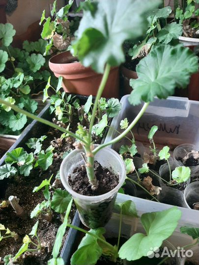 Герань пеларгония