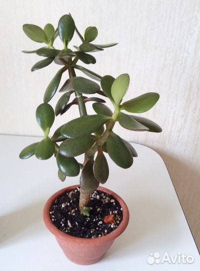 Аихризон-дерево любви. Толстянка-денежное дерево