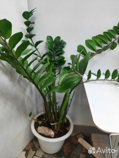 Замиокулькас