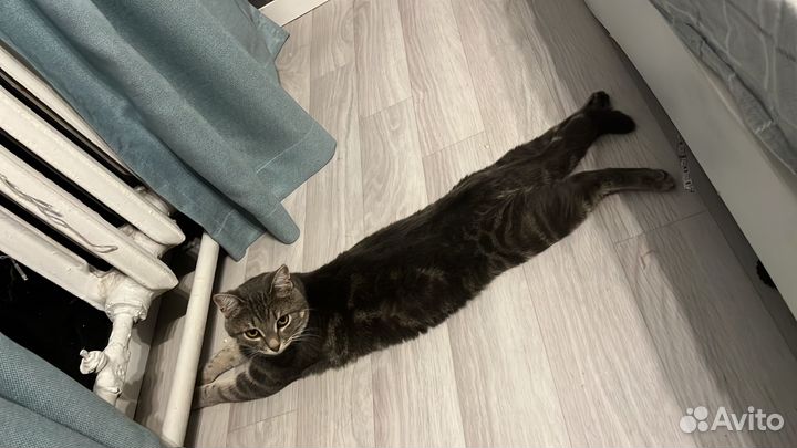 Кот