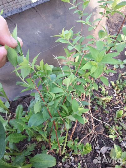 Спирея розовая Литл Принцесс