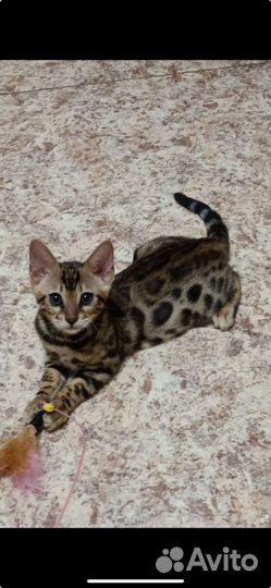 Бенгальская