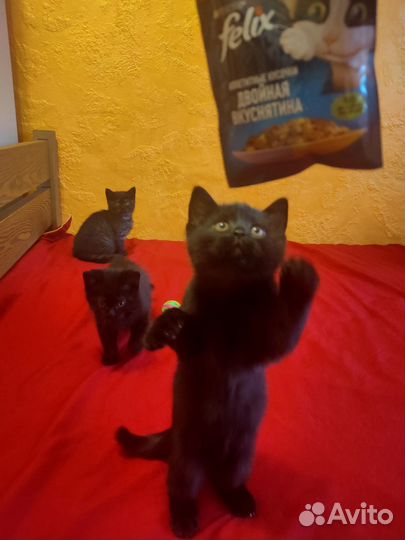 Шотландские котята