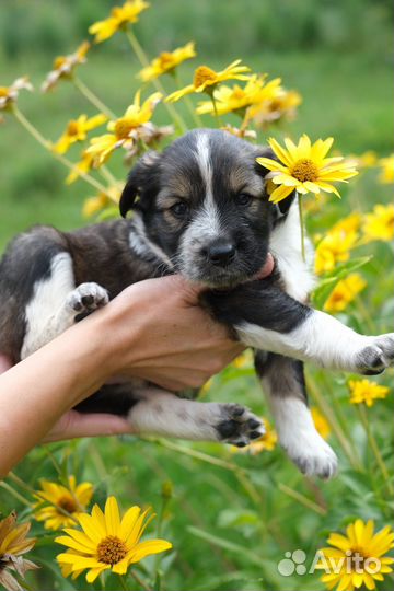 Щенки бесплатно