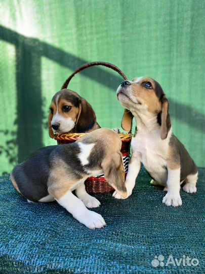 Щенки бигль