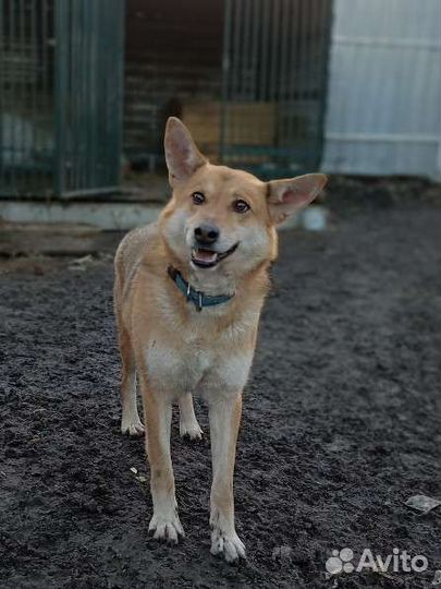 Собака мальчик