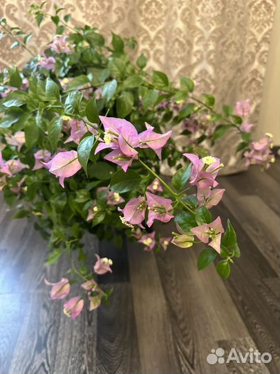 Bougainvillea Glabra (Бугенвиллия)