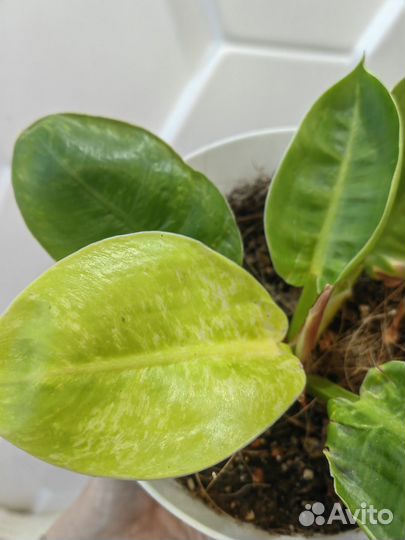 Филодендрон мунлайт