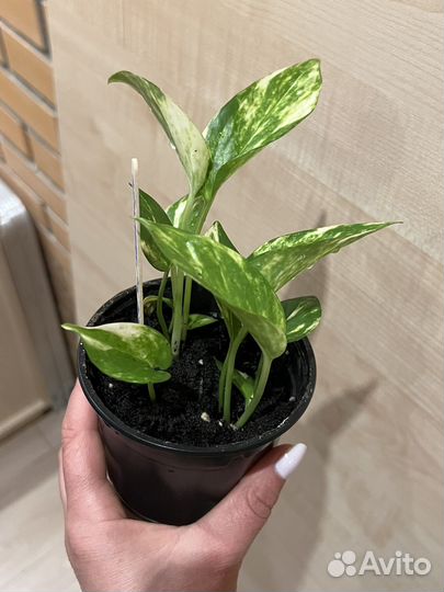 Сциндапсус эпипремнум