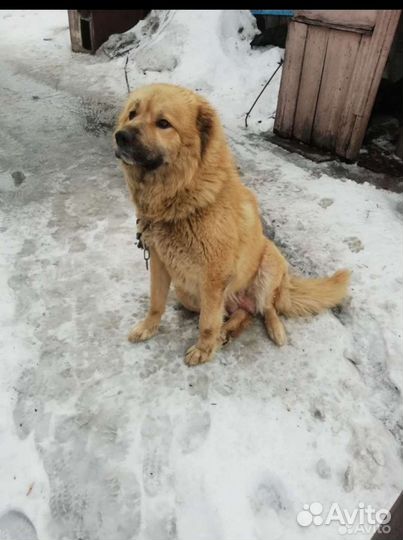 Щенки кавказской овчарки