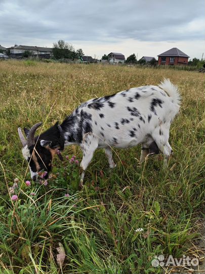 Коза дойная