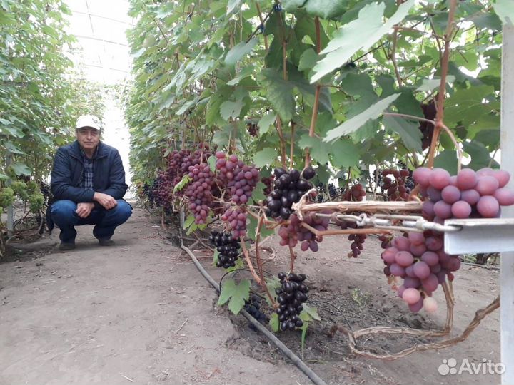 Саженцы винограда