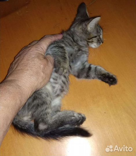 Котёнок мальчик в добрые руки
