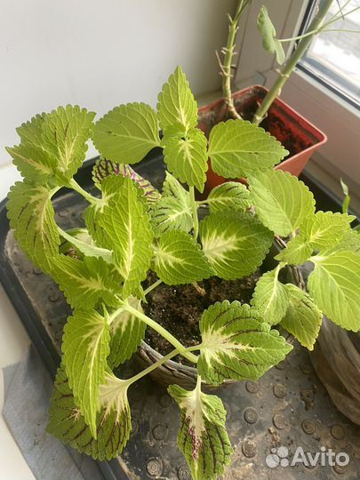 Колеусы вегетативные