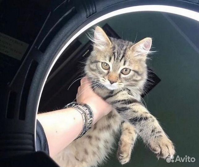 Кольцевая лампа 26 / 33 / 36 / 45 / 55 см