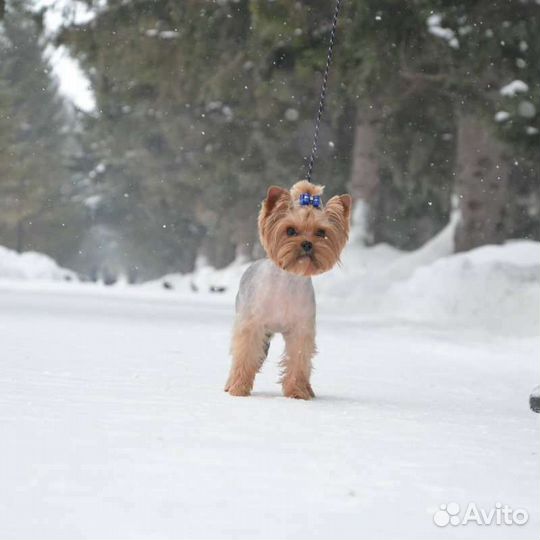Мальчик, для вязки