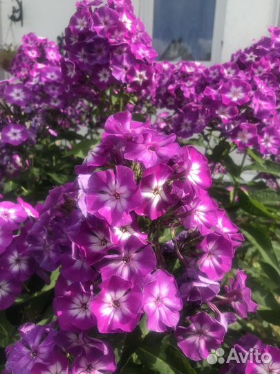 Флоксы сорт