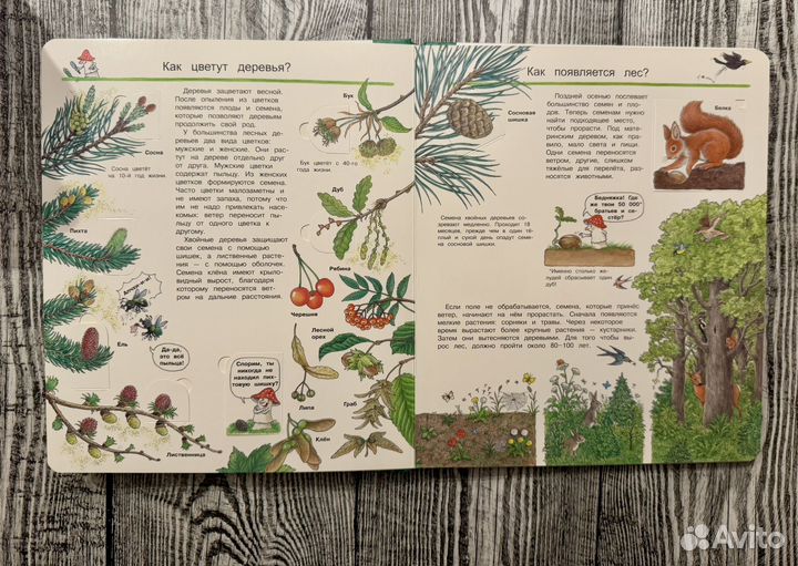 Что Почему Зачем Мы изучаем лес