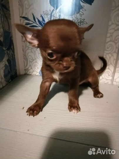 Чиходевочка минюшка